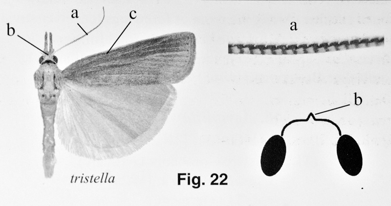 Crambidae da ID - Agriphila cfr. tristella